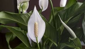 peace lily