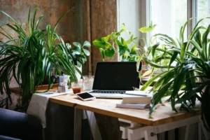 office plants