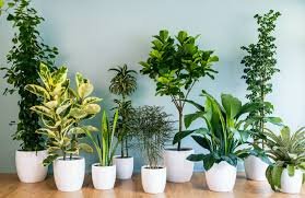 best Indoor Plants