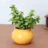 jade plant