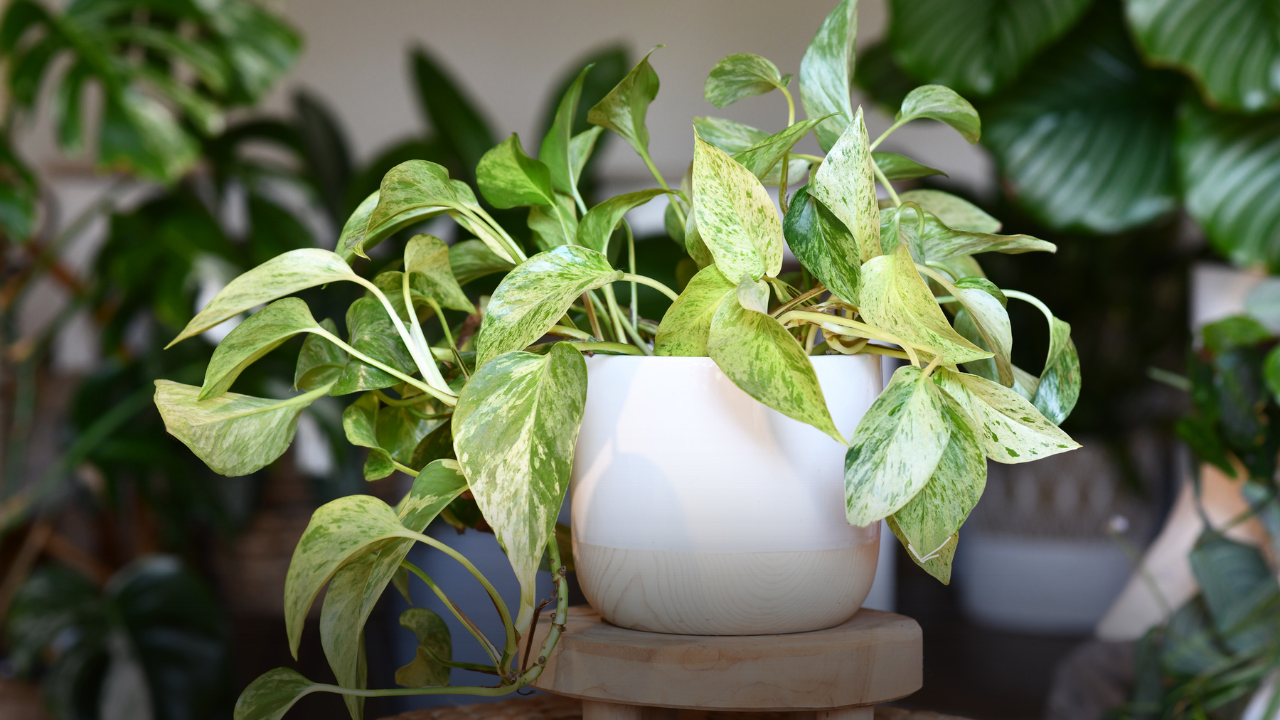 Money Plant Care, Benefits, and Vastu Tips for Your Home – Budela